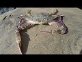 Catch n' Cook Hawaiian Crabs (GoPro in Crab Trap!)