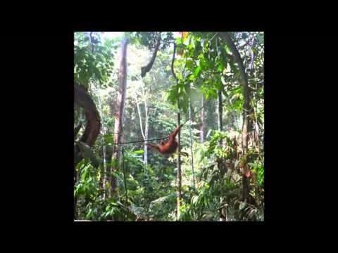 Geotropism — [Interwave 02] Geotropism - Agressive Growth