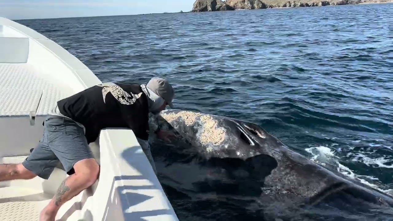 Magdalena Bay whale watching adventure