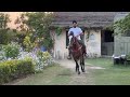 horse ride with marwari horse