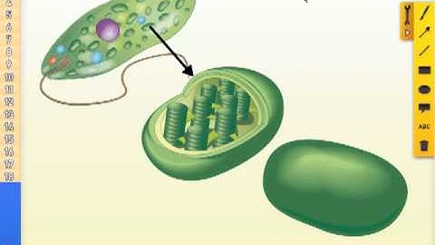 Multimedia Lessons for Interactive Whiteboards