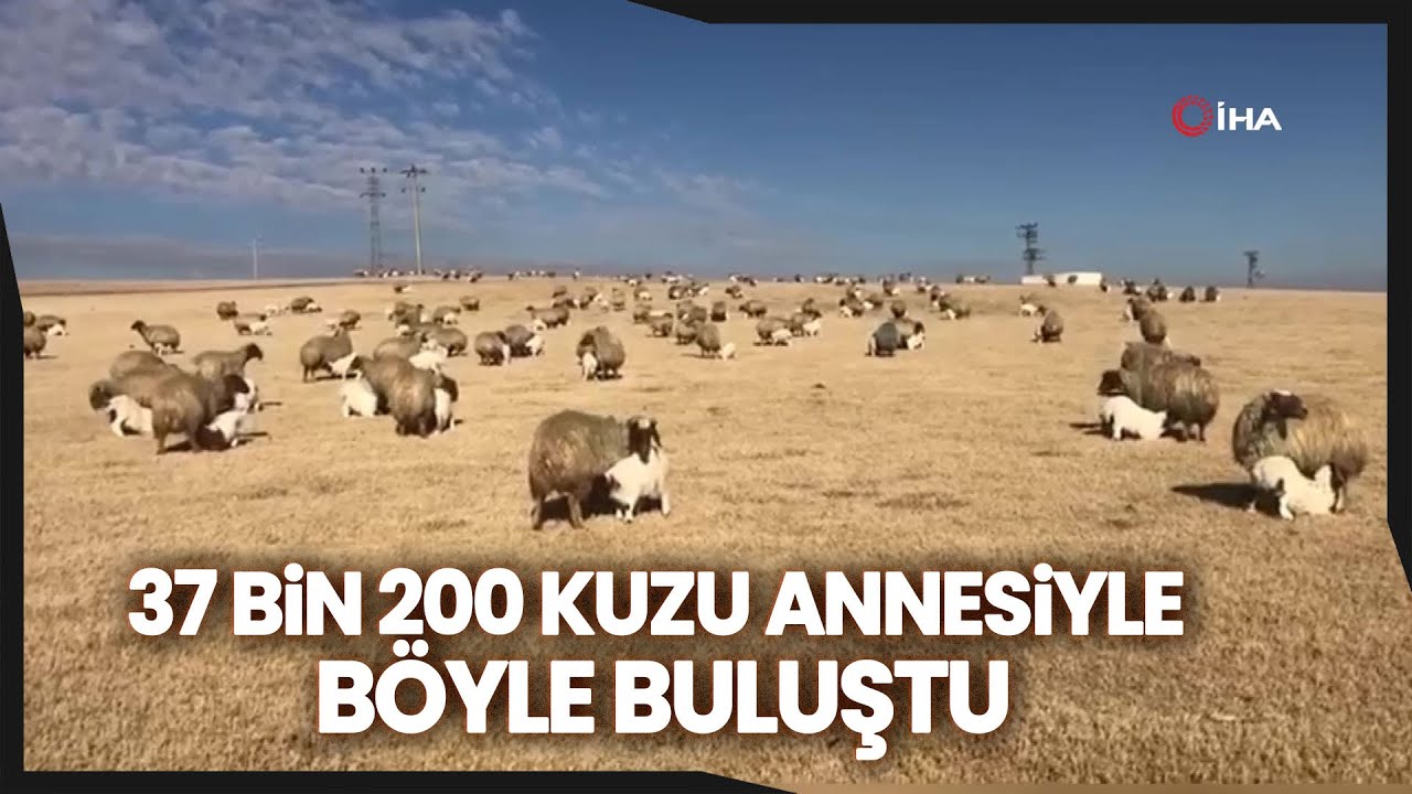 Kuzuların Koyunlarla Buluşması Renkli Görüntüler Oluşturdu