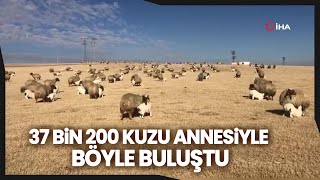 Kuzuların Koyunlarla Buluşması Renkli Görüntüler Oluşturdu