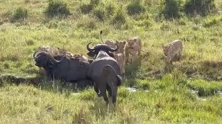 Buffalo Taken Out By Lion Pride While His Friend Watches