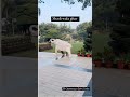 Sadi wala ghar #instagram #dailyvblog #minivloga #vlog #instagram #funny #rells