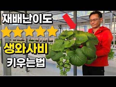 와사비 씨앗 1개 2000원?! 너무 비싸 한국에서 재배해버린 남자 A man who grows wasabi in Korea
