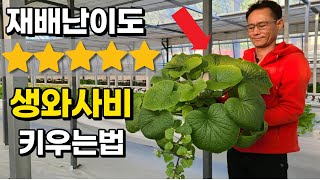 와사비 씨앗 1개 2000원?! 너무 비싸 한국에서 재배해버린 남자 A man who grows wasabi in Korea