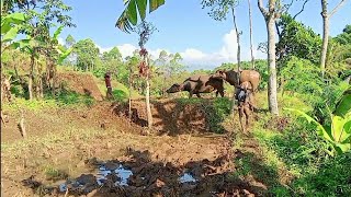 Menggiring Kerbau Sebelum Membajak Sawah, Herding the Buffalo Before Plowing the Field