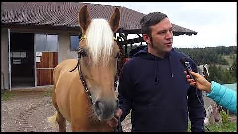 SRV A CAVALLO DEGLI HAFLINGER PALMIERI