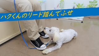 【犬の幼稚園】 ハクくんのリード踏んでふせ 20/8/27 【八尾本店】