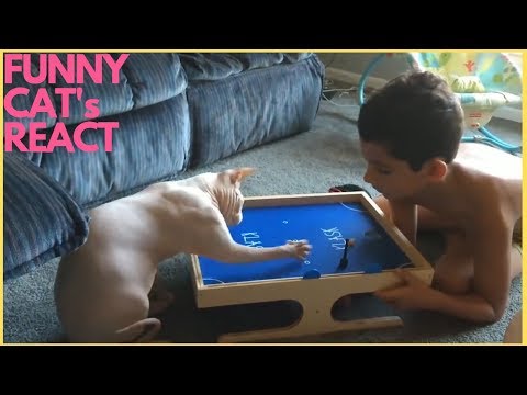 funny-cats-react-to-toy-and-video-games---(funny-cat-videos)-#2