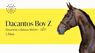 Dacantos Boy Z - Stallion Presentation 2024