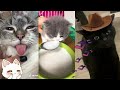 Cute Cat Tik Toks to watch if you&#39;re having a bad day #1