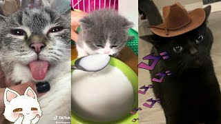 Cute Cat Tik Toks to watch if you&#39;re having a bad day #1