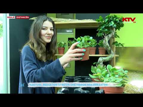 Video: Çfarë E Pengon Lulëzimin E Një Kaktusi?