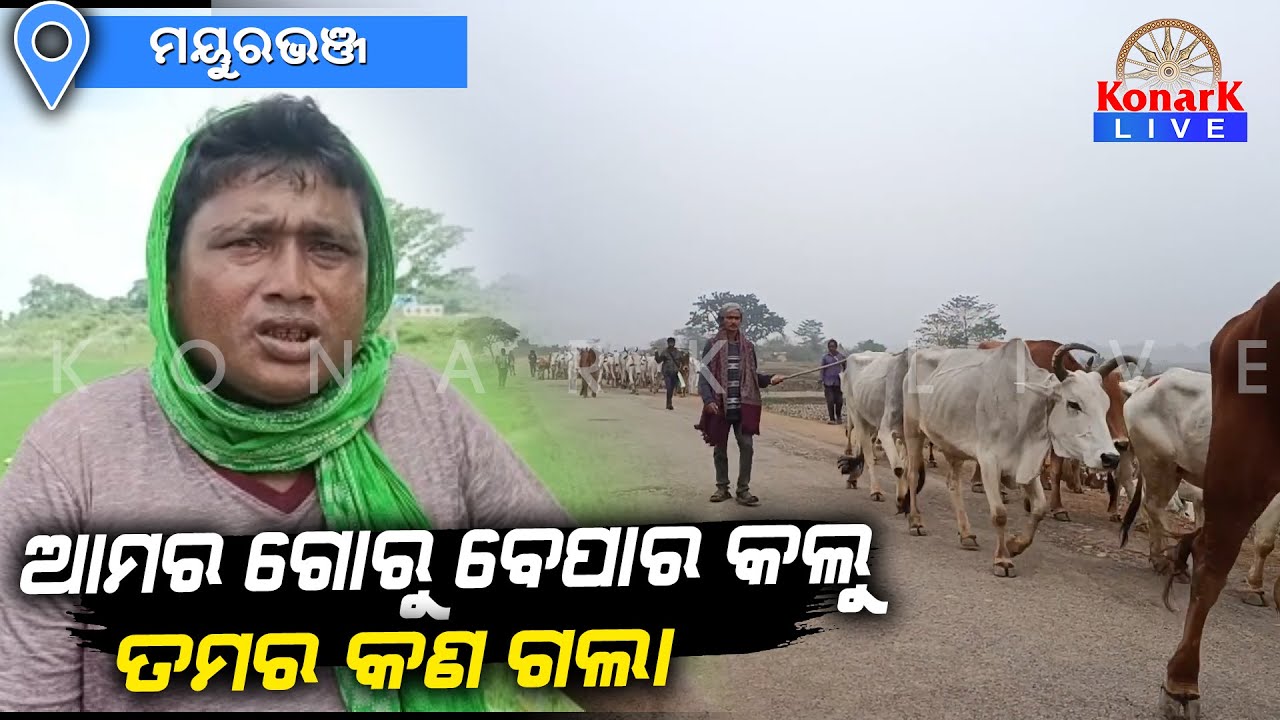 ଖୁଲମଖୁଲା ଚାଲିଛି ଗୋ ଚାଲାଣ; ପ୍ରଶାସନ ଚୁପ, ମୟୁରଭଞ୍ଜ || MAYURBHANJ NEWS