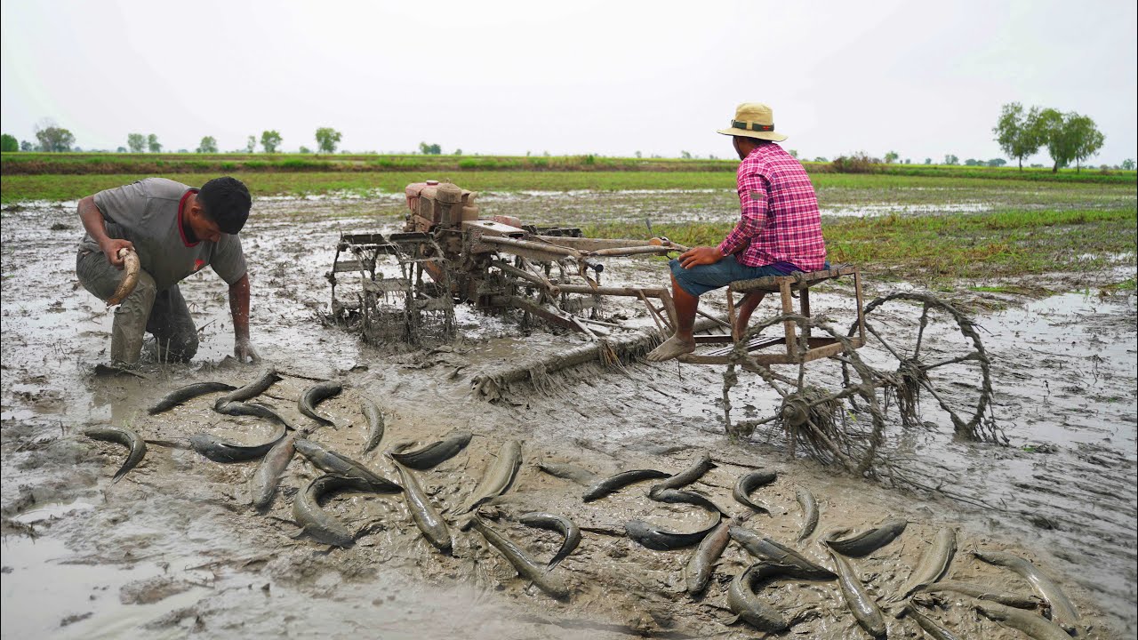 Poor Life Catching Copper snakehead fish & catfish in Dry Season - Best Fishing Behind Tractor