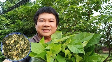 Lá cách om ếch ngoài đồng 