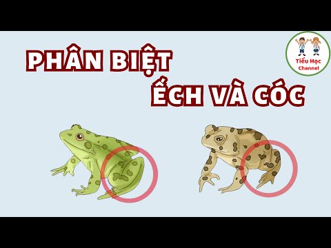 Video: Cách nuôi thỏ hoang: 9 bước