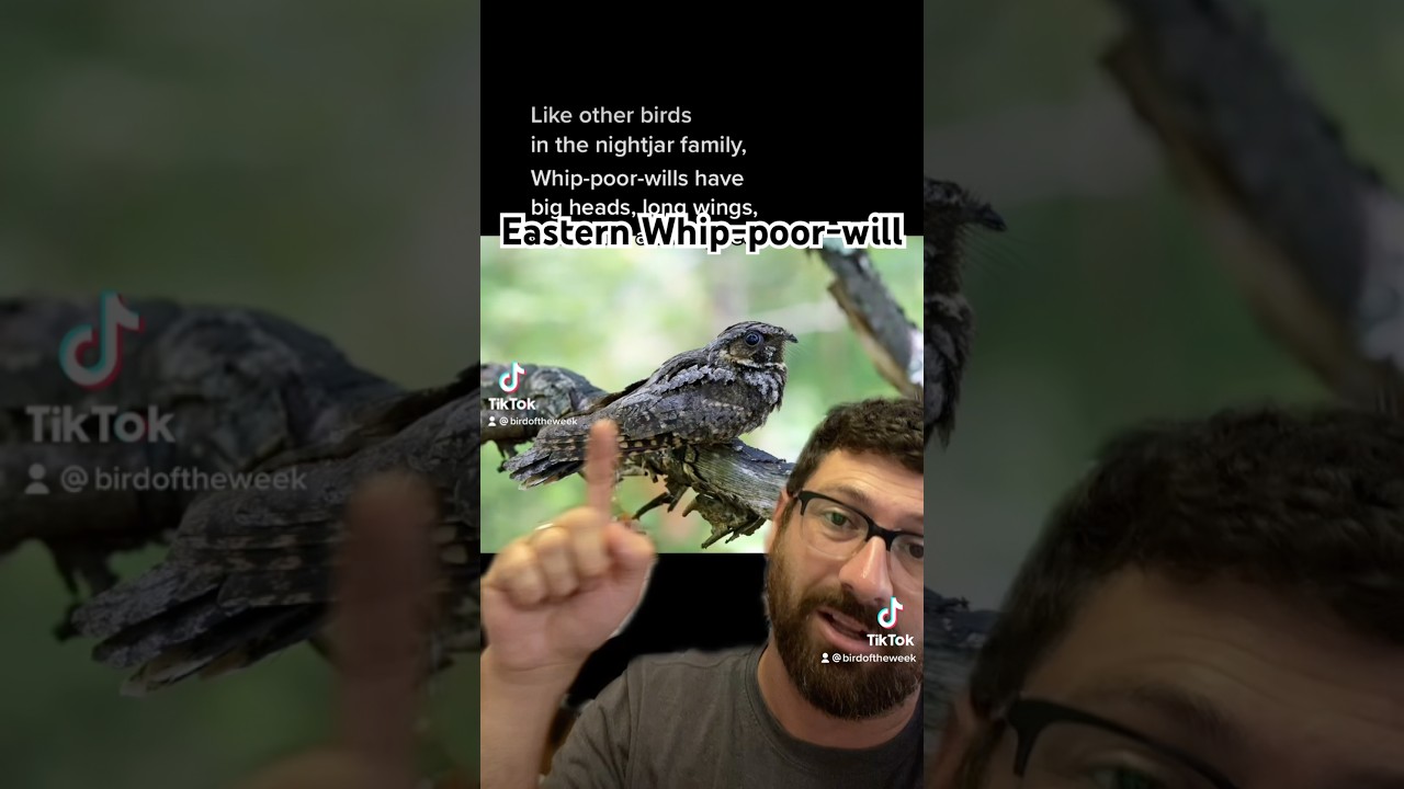 The Bird of the Week this week: Eastern Whip-poor-will!