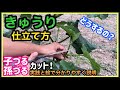 【きゅうり栽培2/5】なが〜くたくさん収穫する為の初期〜中期の管理！※子づると孫づる摘心について実践と絵で分かりやすく説明！How to grow cucumbers
