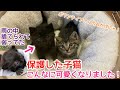 【雨の中保護した子猫】ボランティアさんのおかげで元気にすくすく成長中！