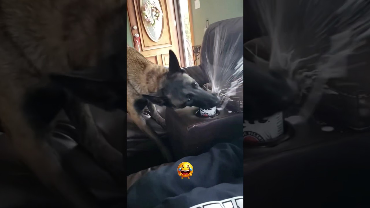 Funniest Animal Fails 🤩 