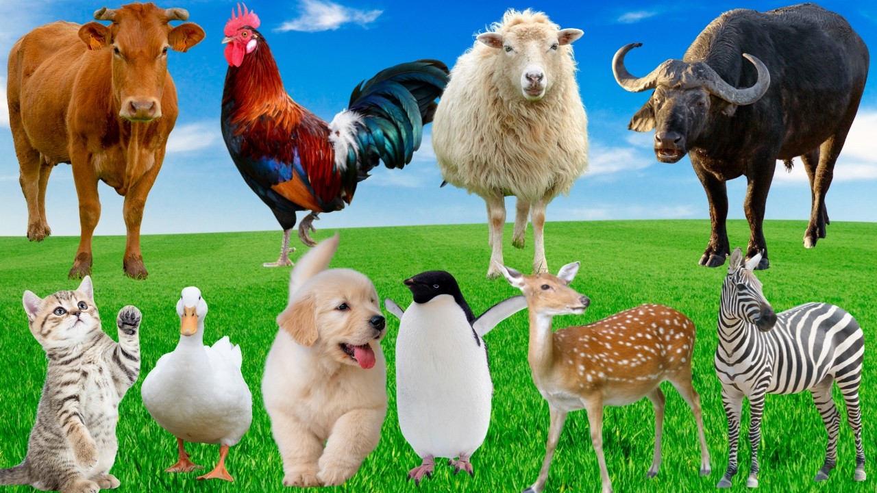 🌅 Bình Minh Ở Trang Trại – Gà Gáy Gọi Vịt, Bò, Mèo, Dê, Ngựa, Khỉ Cùng Thức Giấc Đón Ngày Mới 🐓🐄🐱🐐🦆