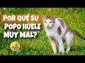 🐱🤮¿POR QUÈ la CACA de TU GATO HUELE tan MAL?