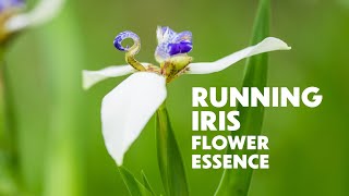 Running Iris Flower Essence | Recharge Your Resources