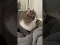 ふみふみする丸い猫
