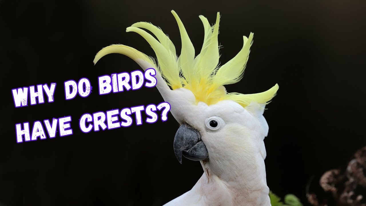 What is the purpose of having a crest?