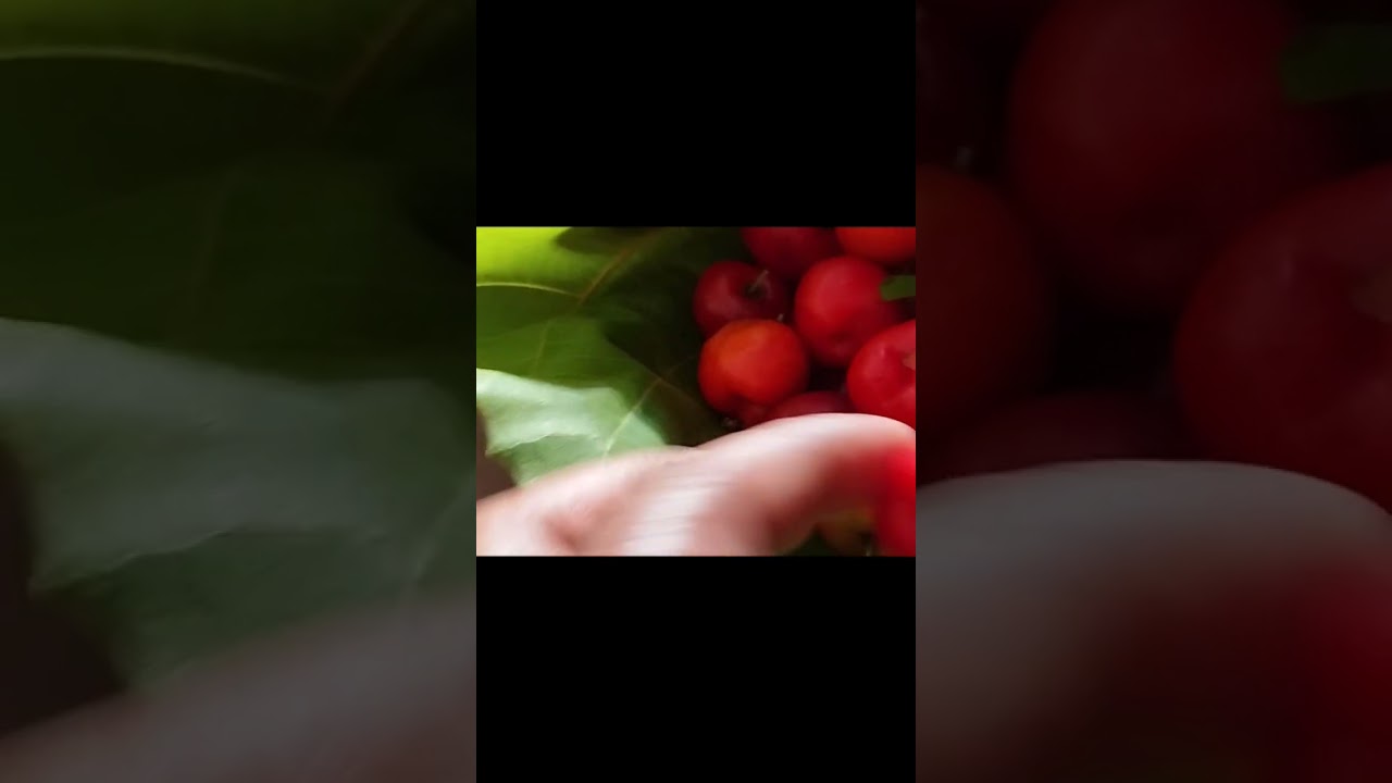 supery tangy 🍒 cherry aayalo .... 