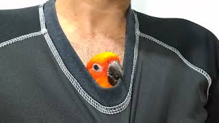 Sun Conure - 6 by Birds Bucket 715 views 5 months ago 4 minutes, 5 seconds