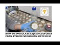How to inoculate liquid culture  the best ways to start a mushroom lc from agar mycelium