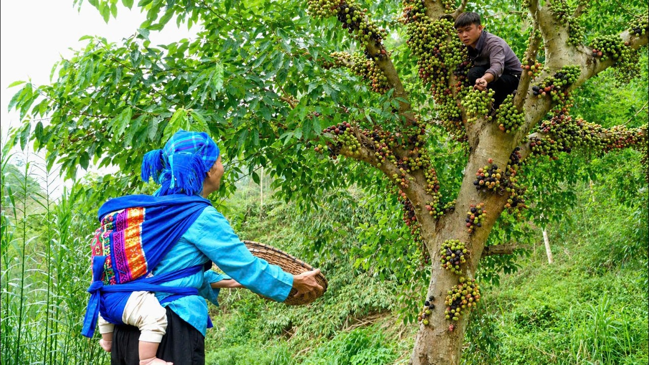 Follow grandma to pick figs — a hidden family recipe revealed