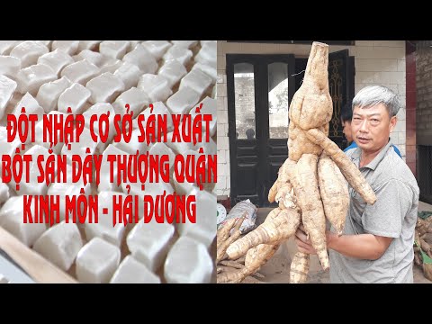 Video Quy trình sản xuất bột sắn dây Kinh Môn [ KUDZU STARCH... - youtube
