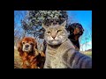 Super Funny Cat & Dog Videos 05