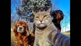 Super Funny Cat & Dog Videos 05