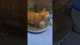 My Cat #Twinkle #viralshort #viralvideo #cat #catlover #cutecat #funny #animals