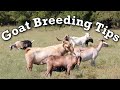 Breeding goats  kiko meat goats  goat breeding season tips