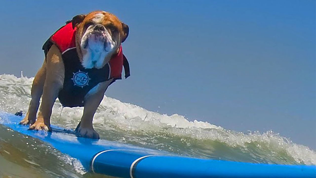 bulldogs surfing