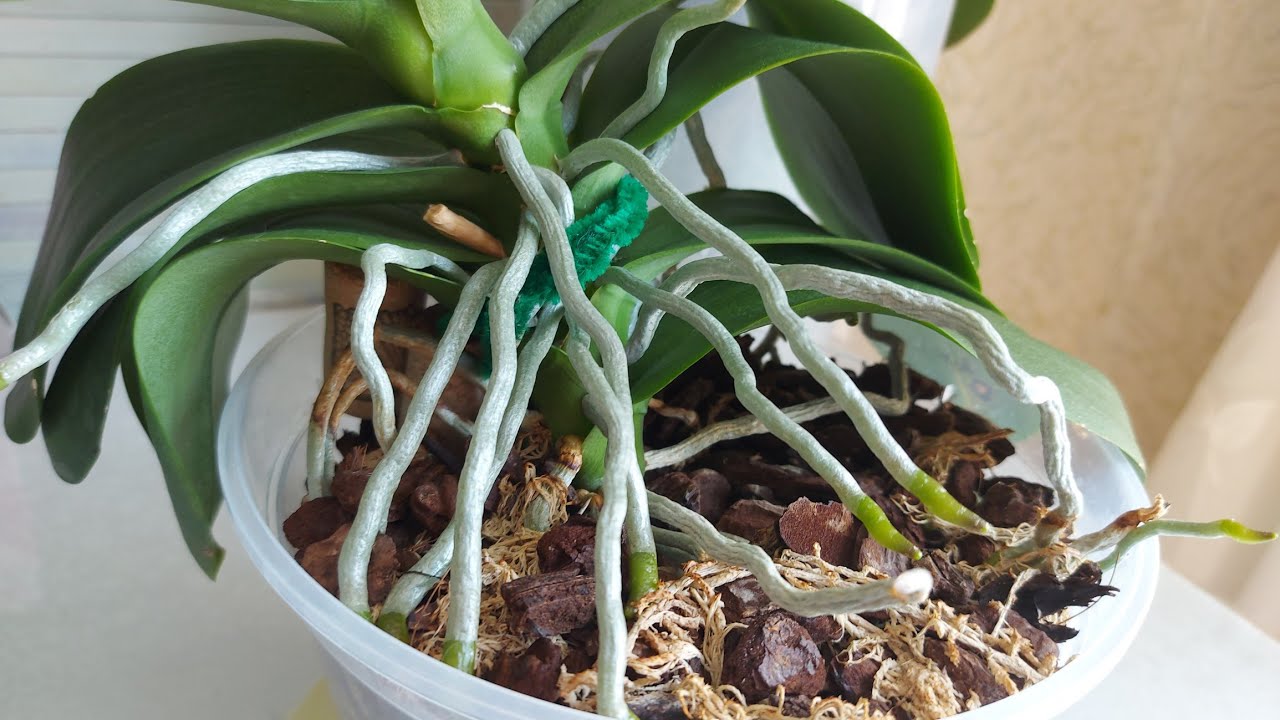 Мои ОРХИДЕИ,  чем я занимаюсь с орхидеями в летний период 