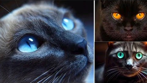 How Cats See the World: Understanding Their Vision