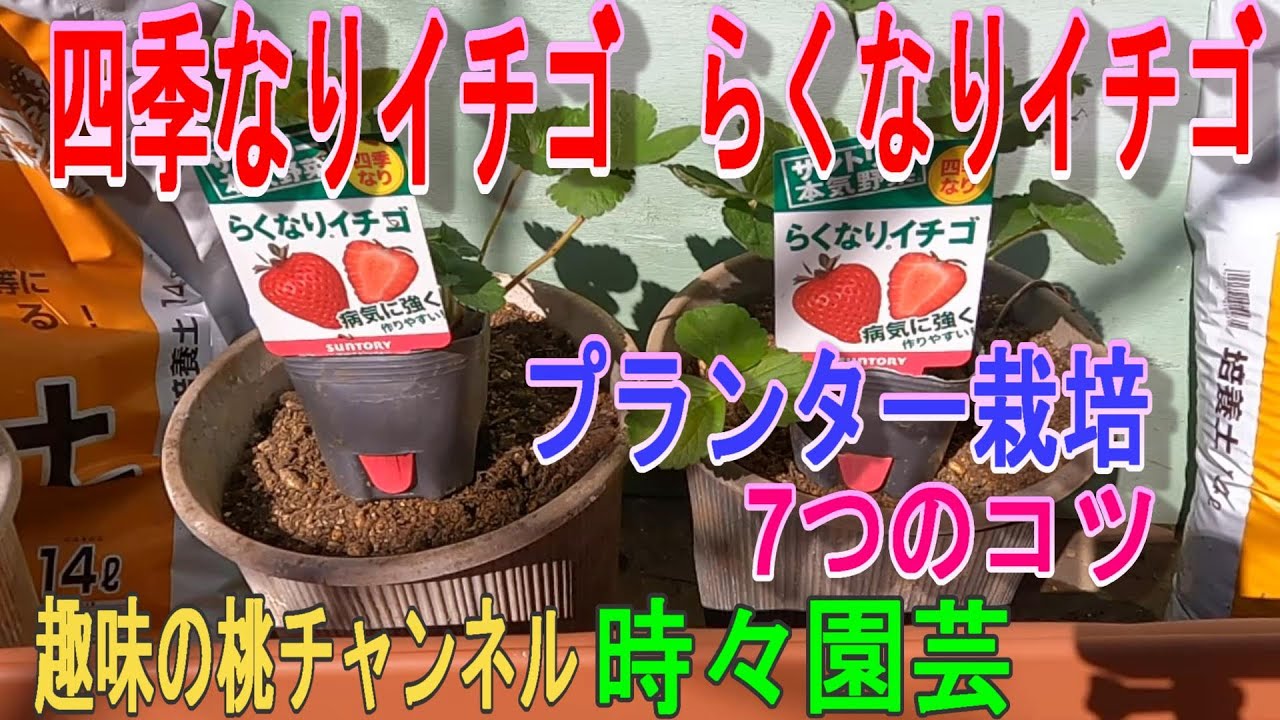 いちご 11月末まで maxresdefault.jpg