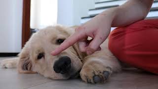 Booping My Dog Too Many Times by Goldenland 7,322 views 3 years ago 1 minute, 32 seconds