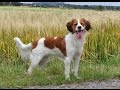 Flora the kooikerhondje の動画、YouTube動画。