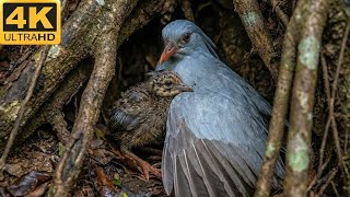 Kagu: 120 Days From Egg to Survivor (Wildlife Documentary Full Life Cycle in the Wild)