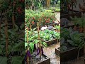 #satisfying #naturelover #اكسبلور_explore #farming