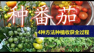 【超详细】种番茄的4种方法, 田间管理, 注意事项 